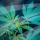 Nieuw beleid; marihuana toegestaan in UFC wedstrijden