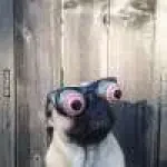 Avatar dvdb