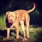 Avatar pitbullxl