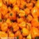 Avatar habaneros