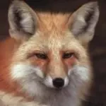 Avatar 1COOLFOX